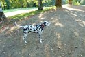2018-09-17 09-45-55 Combas-Ch La Roussie BMa